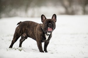 Veterinarai perspėja šių veislių šunų šeimininkus apie liūdną populiarumo kainą, kuri skausmingai pakerta sveikatą