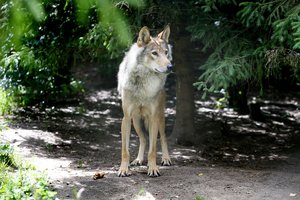 Vilko ir žmogaus akistata: ūkininkai pasidalijo siaubą keliančia patirtimi