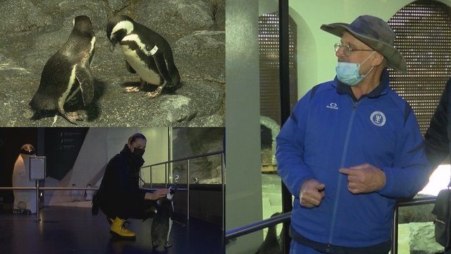 Meilės dieną Lietuvos jūrų muziejuje pingvinai ieško sau poros: išgyvena net jausmų dramas