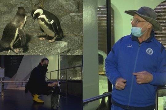 Meilės dieną Lietuvos jūrų muziejuje pingvinai ieško sau poros: išgyvena net jausmų dramas