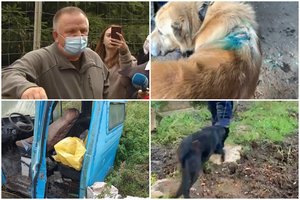 Nelegalus veisėjas A. Ušackas iš Širvintų rajono sulaukė atpildo: teismas padėjo tašką byloje