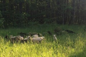 Įkliuvo Lietuvoje nelegalų avių mėsos verslą sukę užsieniečiai
