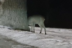 Užfiksavo gilėmis besimėgaujančią stirną: gyvūno neišgąsdino nei automobilis