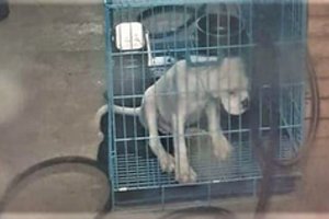 Naujas draudimas bandys ištaisyti spragą: gyvūno negalėtų laikyti kelerius metus ar visą gyvenimą