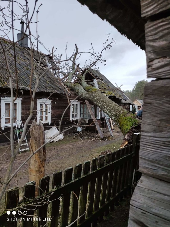 Grabijolų kaime ant namo nuvirtęs uosis.<br>K.Černecko nuotr.