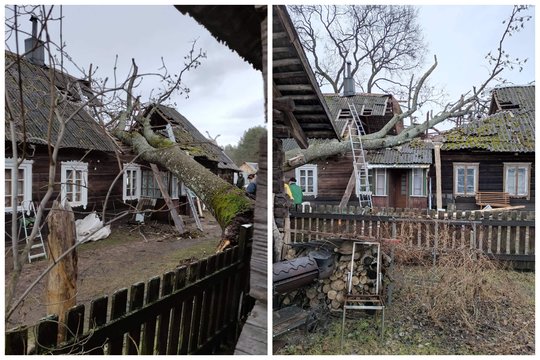 Didžiulis audros neatlaikęs uosis krito ant 86-erių senjoro namo: tikina, kad leidimo jį nukirsti prašyta jau vasarą