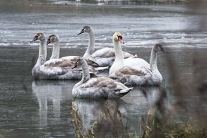 Kaune rastai nugaišusiai gulbei patvirtintas paukščių gripas – kol kas tai pirmas atvejis