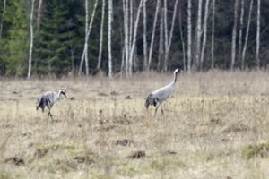 Visu mėnesiu anksčiau nei pernai sugrįžo dalis paukščių: kai kurie jau ieško perimviečių