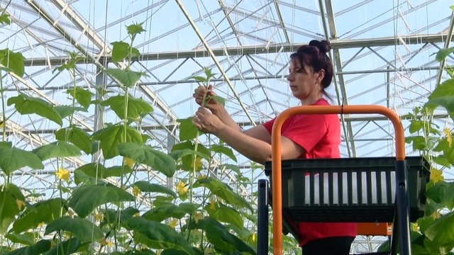 Ankstyvas agurkų derlius kelia nerimą: išaugusios energijos ir trąšų kainos verčia atsisakyti verslo