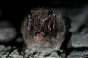 Prasidėjo kasmetinė šikšnosparnių apskaita: pastebi, kad šių gyvūnų gausa mažėja