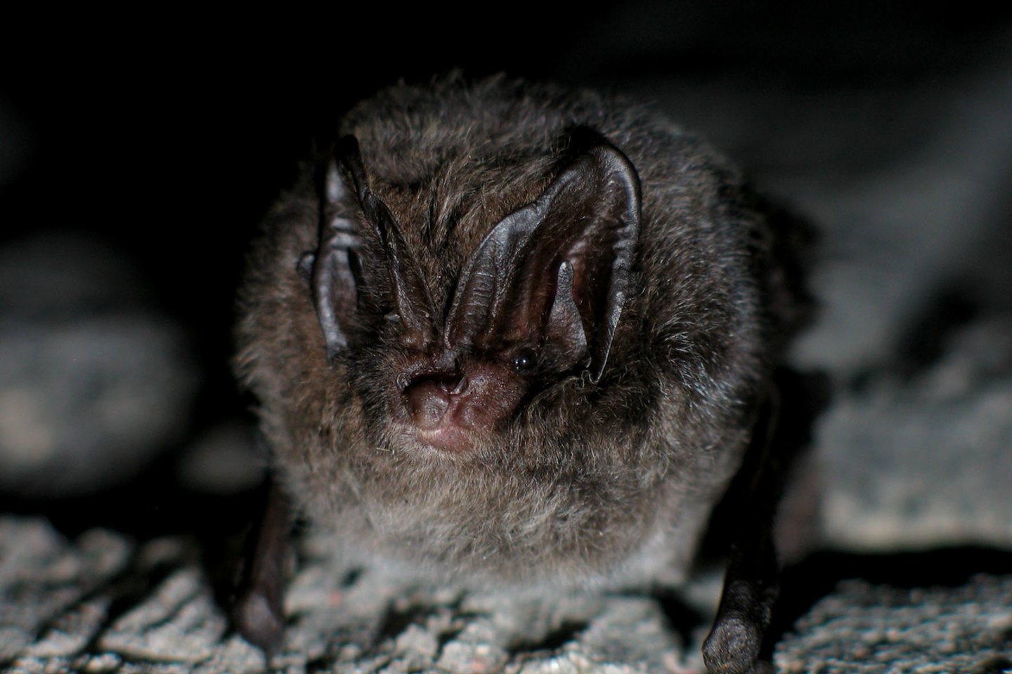 Gamtininkai prašo netrikdyti žiemojančių šikšnosparnių ramybės.<br>V.Balkūno/ELTA nuotr. 