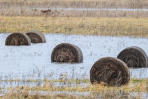 Klaipėdos rajone arkliai pateko į Minijos potvynio spąstus