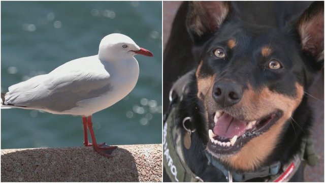 Originalus sprendimas siautėjančioms žuvėdroms suvaldyti: Sidnėjaus operos teatre patruliuoja šunys