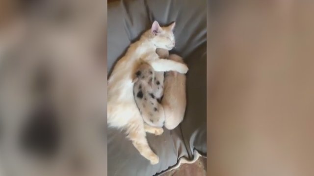 Užfiksuota neįprasta gyvūnų draugystė: katė globoja tris paršiukus lyg mama