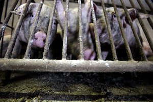 Kiaulių augintojai abejoja, ar gaus visą 6 mln. eurų valstybės paramą