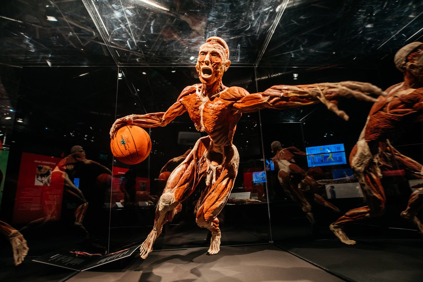  Žmogaus kūno parodą „Body Worlds“ iki kovo 13 d. galima aplankyti Kaune.<br> „Body Worlds“ nuotr.