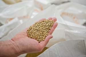 Alaus gamintojai kartu su ūkininkais pradės bandomąją žemės ūkio programą