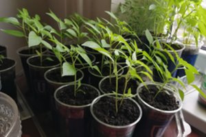 Prekeivį produktais augalams siunčia į teismą – nuslėpė dešimtis tūkstančių eurų mokesčių