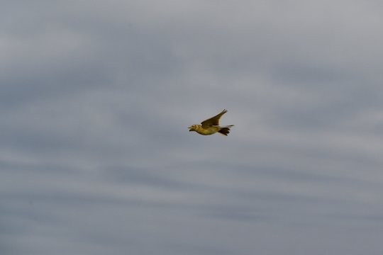 Vieversio dieną pavasario pranašai jau sugrįžę: pirmasis pastebėtas dar sausį