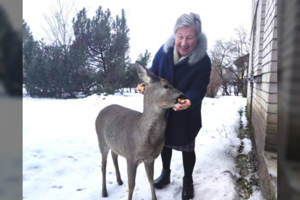 Neįprasta stirnos drąsa: leidosi glostoma ir maitinama
