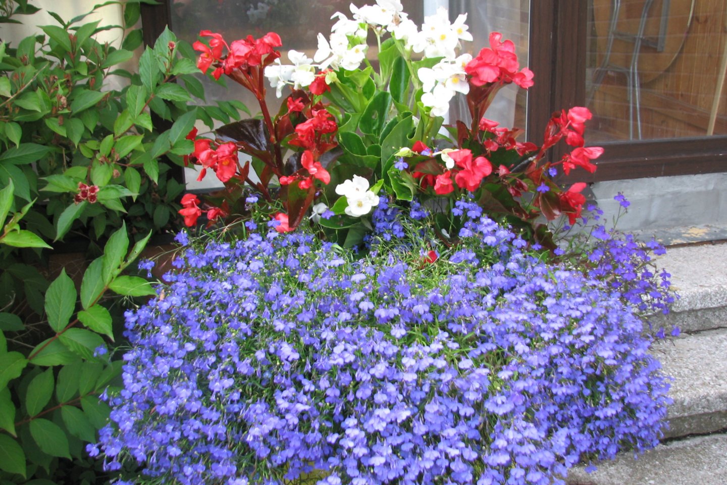 Viena nereikliausių vasaros gėlių – lobelija, kurią tinka auginti ne tik vazonuose, bet ir darželiuose.<br>S. Stanislavičės nuotr.