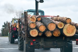 Nuo kovo 15 iki rugpjūčio 1 dienos bus draudžiami miško kirtimai