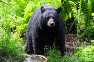 Kalifornijoje siautėja juodasis lokys: skaičiuojama, kad žvėris sugebėjo įsilaužti į beveik 30 namų