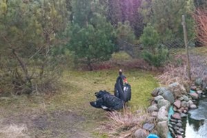 Aplinkosaugininkai išaiškino asmenį, neteisėtai laikantį dvi juodąsias gulbes: paukščius pažeidėjas bandė parduoti