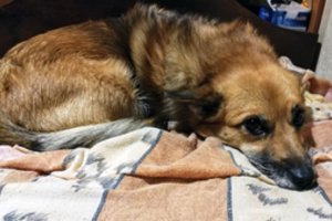 Panevėžio gyvūnų prieglauda priims gyvūnus iš Ukrainos