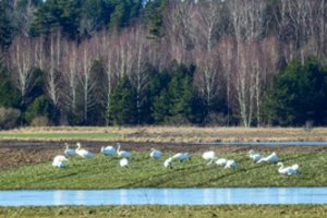 Migruojantys paukščiai Panevėžio ūkininkams bėdų dar nepridarė
