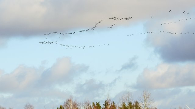 Sinoptikų prognozė pirmajai pavasario dienai: pūs nestiprus vėjas, kritulių nenumatoma