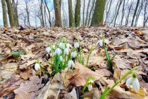 Babėnų šile – pavasario ženklai: pražydo snieguolės