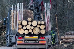 Aplinkosaugininkai pradeda naują akciją: dėmesį skirs miškų kirtimams