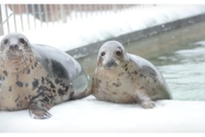 ​Nusilpusius ruonių mažylius globoja Jūrų muziejaus specialistai: kiekvienas ruoniukas turi savo charakterį