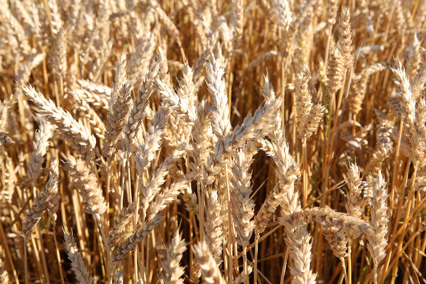 Praėjusių metų Rusijos grūdų derlius – 9,2 proc. kuklesnis nei 2020-ųjų.<br>M.Patašiaus nuotr.