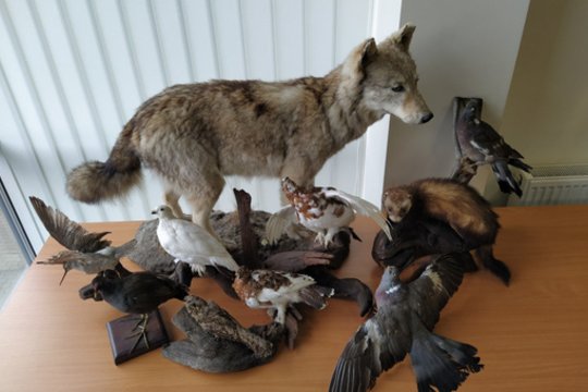 Aplinkosaugininkai išaiškino neteisėtai gyvūnų iškamšomis prekiavusius asmenis