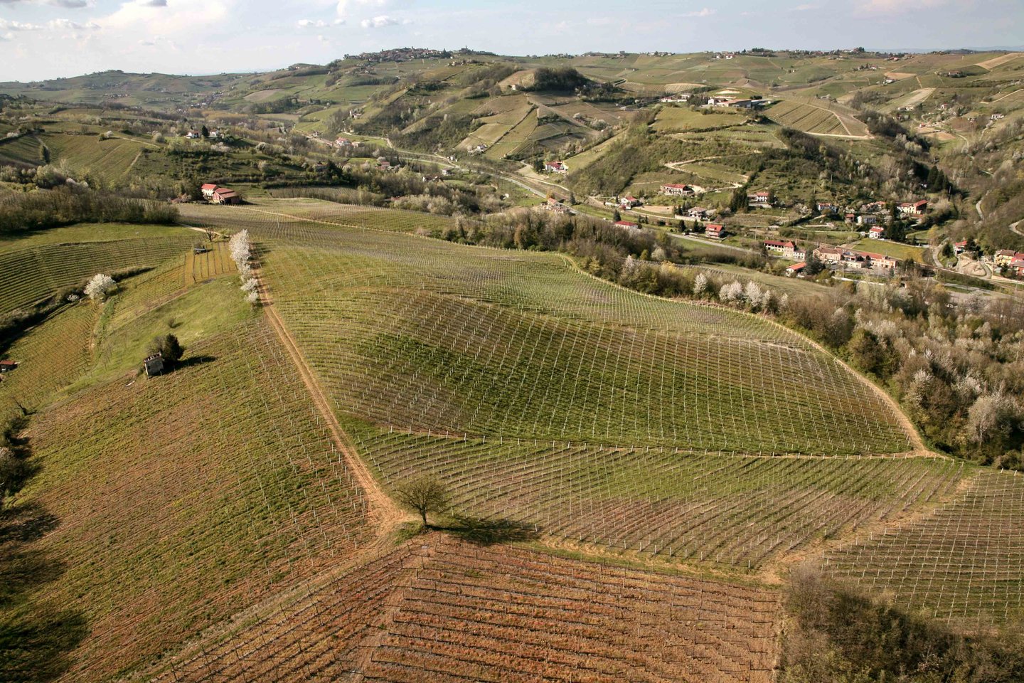 P.Bosca šeima šiaurės Italijoje turi savo vyno bei putojančio vyno gamyklas ir vynuogynus Pjemonte regione, užimančius maždaug 100 hektarų.<br>„Boslita“ ir Ko“ nuotr.