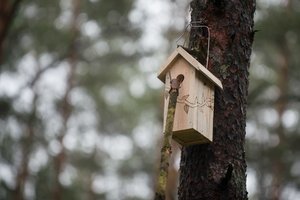 Miškininkai grįžtantiems paukščiams iškels 8 tūkst. inkilų: primena, kaip tai padaryti tinkamai