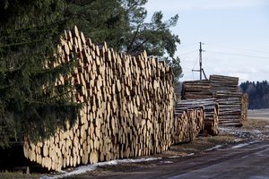 Už neteisėtą miško kirtimą laukia ne tik solidi bauda: skirta ir laisvės atėmimo bausmė