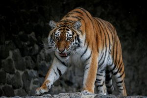 Iš Ukrainos į Lenkiją atvežta 12 liūtų ir tigrų 