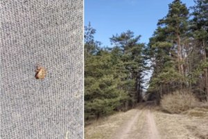 Laikas pasisaugoti: jau bunda erkės