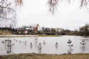 Gyventojai baiminasi dėl vandenyje mirkstančių pušelių: patvinusios upės skandina medelius