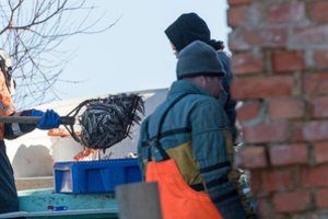 Priekrantės žvejus gelbsti stintos: pasirodė pirmieji rimtesni laimikiai