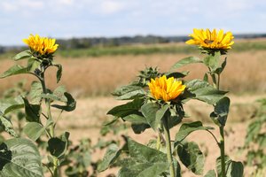 Atrado būdą, kaip saulėgrąžas auginti tvariau: pradėjo sodinti jas dronais