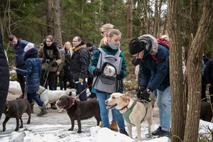 194 labradorai ir viena katė – Labanore vyko išskirtinis žygis su kilniu tikslu