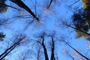 Pjaunamas medis Plungės rajone užmušė vyrą