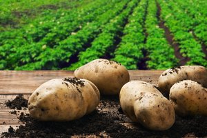 Pirmąkart nuskaitė bulvių genomą. Paaiškino, kodėl tai yra tokia gera žinia