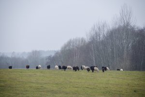 Prašo Žemės ūkio ministerijos parengti planą Lietuvos žemės ūkiui