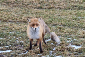 Tarp gyvenamųjų namų – viešnia iš miško: negąsdina nei žmonės, nei automobiliai
