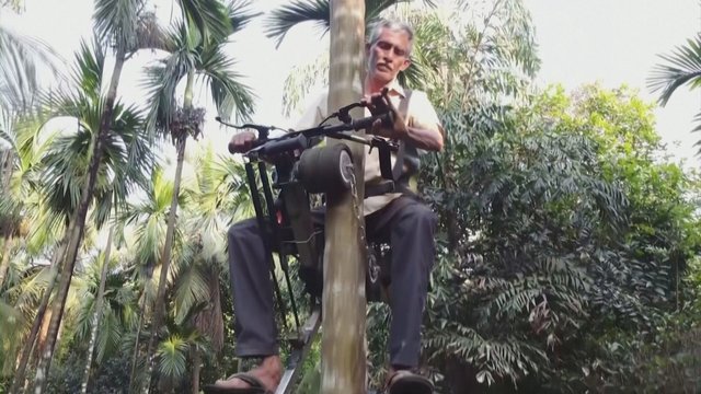 Stebinantis indo išradimas: palmių viršūnėse riešutus skina važinėdamas paspirtuku